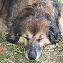 Les Animaux de la maison